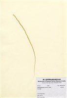 藏品(緣管滸苔)的圖片